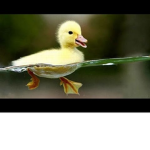 Duck group pros only