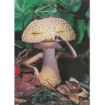 «Mushrooms Squαd»