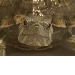 turtle team !!!!!!!!!!!!!!!!:P