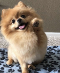Pomeranian poof