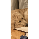 dog fanss