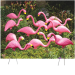 Flamingo of jenny