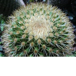 cactus nation