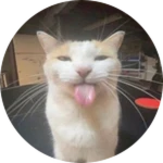 Silly Cat