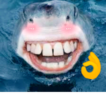 A SHARK IS A SHARK OK?