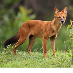 independents Animal like Group