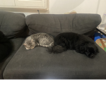 Kitty and dang Power land