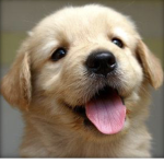 Puppy group!!!!