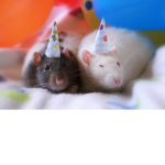 Party Rat Club!