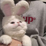 RAVEKITTN