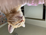 Kitty pit