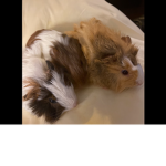 Guinea pigs group