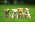 Cute Puppies!