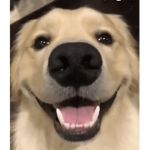 Dëmi’s dōgš