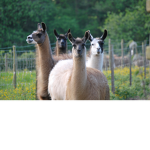 The-Llama-Empire