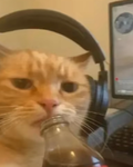 Zizzyjpiggypro