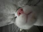 -potatoclub-