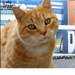 Cat Dreams Studio