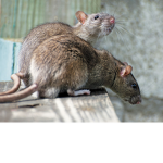 Rats reunited :DD