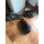 Friends czech