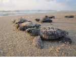 SAVE THE TURTLE!!!!!!
