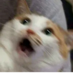린아 공식클럽