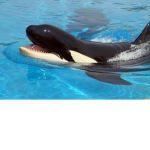 Dank Team WHALE
