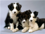 puppy luverz!