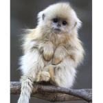 da monkeys !
