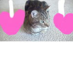 Crazy cat day
