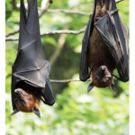 Fruit Bats!
