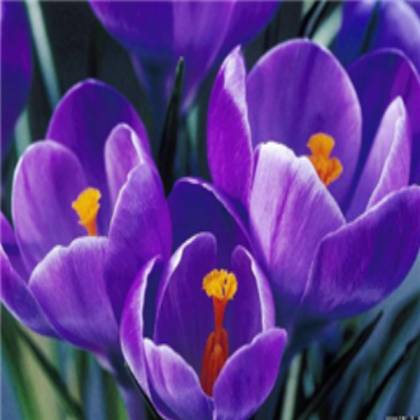 Purple Flower Roblox decal