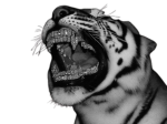 RICH VENOM