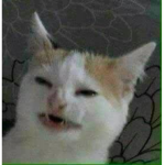 rocky the cat