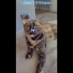 - Emma’s Kittens! -