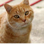 Cats United (NO RATS!)
