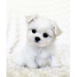 The Perfect Puppies