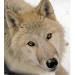 Official Wolf Protectors Group