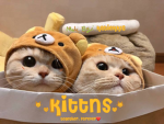 •.kittns.•