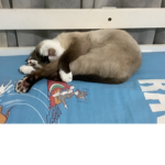 support my new cat