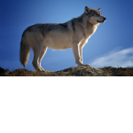 wolf land of wolf packs