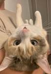 Pieductions