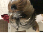 Coco the Dog’s Roblox Group
