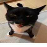 1$1$