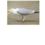 [Seagull Studios]