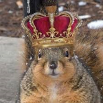 -Squirrels United-