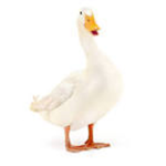 DUCKS ARE NUMBER ONE
