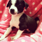 Rosie pup