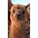 The Alpaca Folks!
