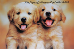 The Puppy Collection